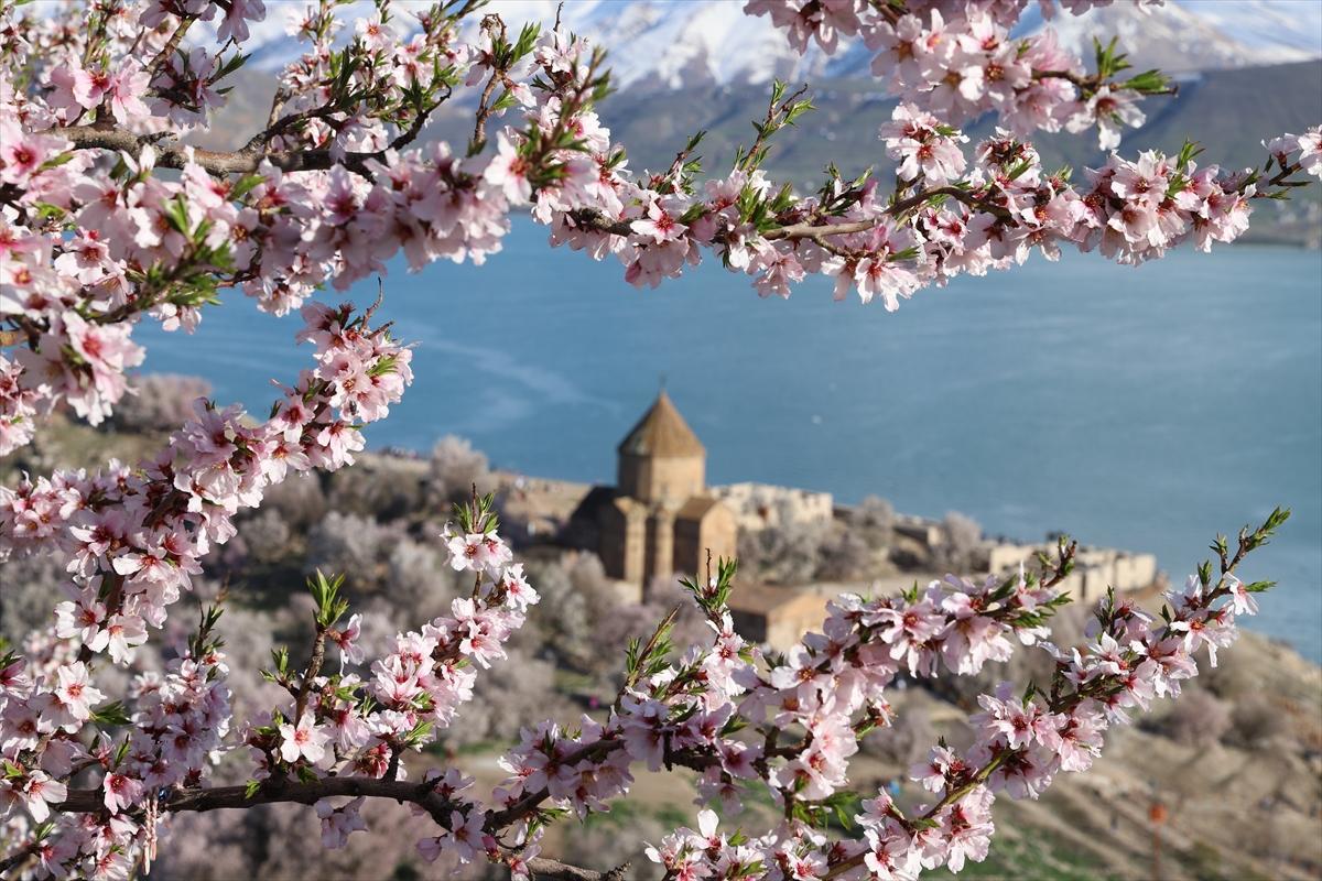 Van Gölü'nde ağaçlar çiçek açtı: Kıyılar baharın renklerine büründü