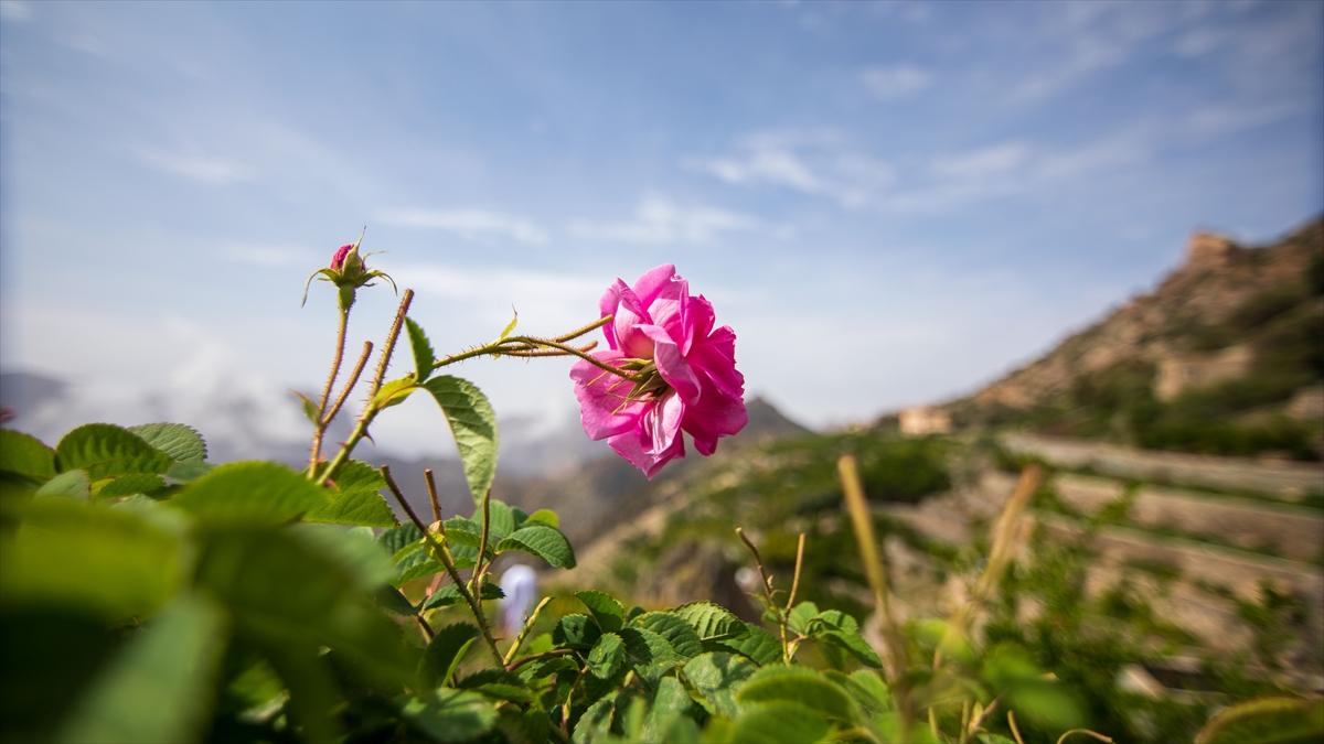Umman'da gül hasadından renkli görüntüler ortaya çıktı