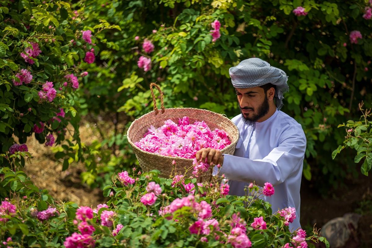 Umman'da gül hasadından renkli görüntüler ortaya çıktı