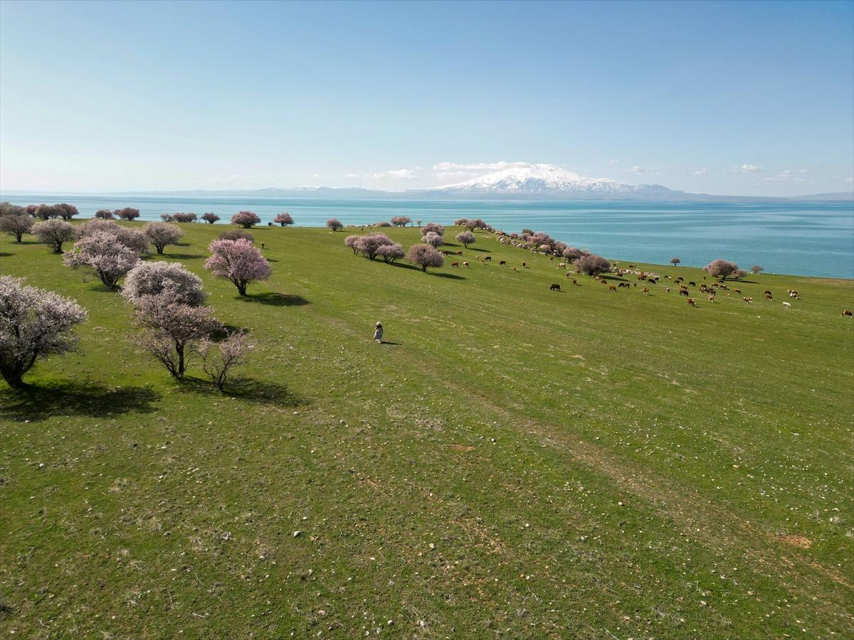 Van Gölü'nde ağaçlar çiçek açtı: Kıyılar baharın renklerine büründü