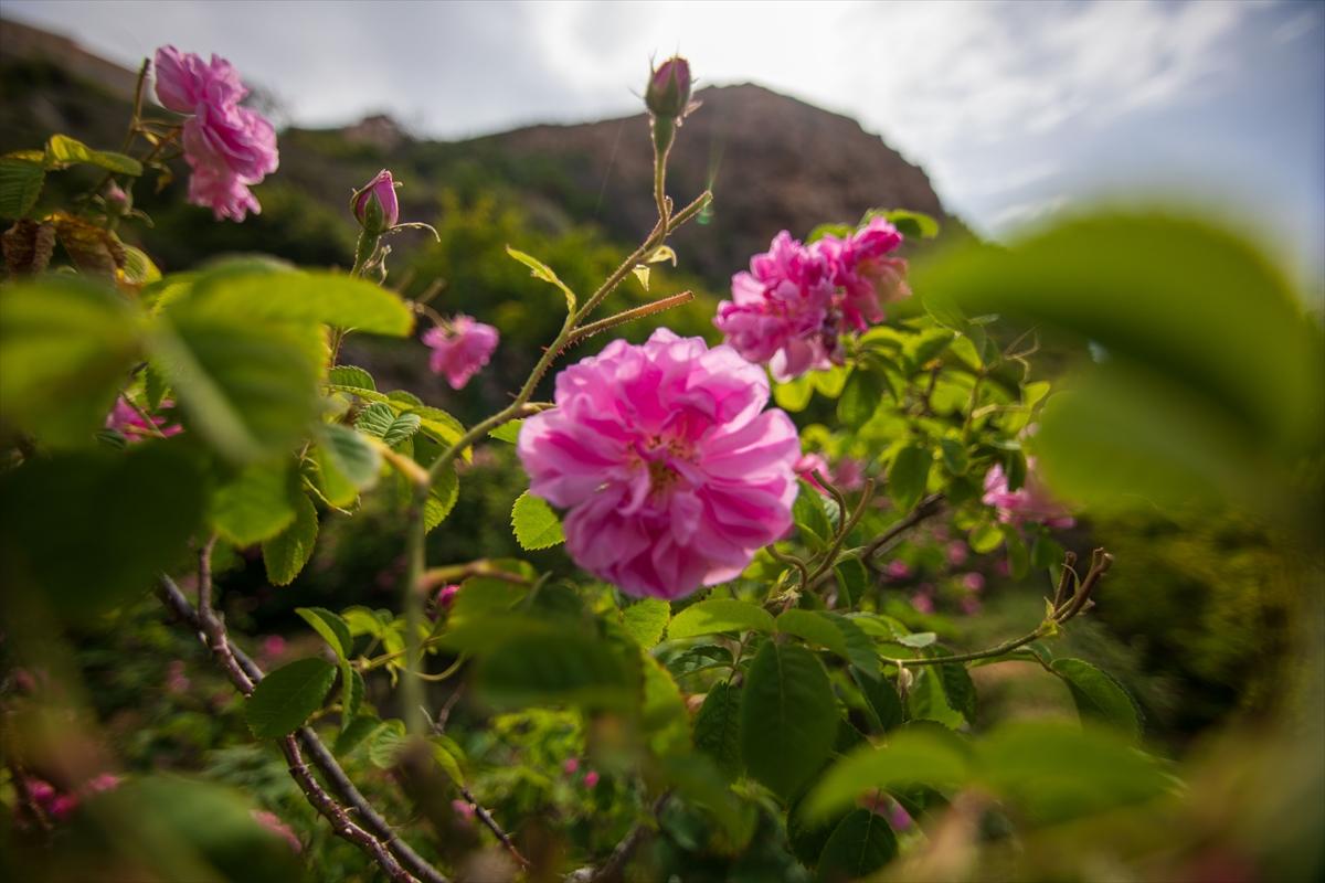 Umman'da gül hasadından renkli görüntüler ortaya çıktı