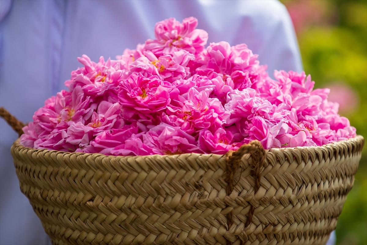 Umman'da gül hasadından renkli görüntüler ortaya çıktı