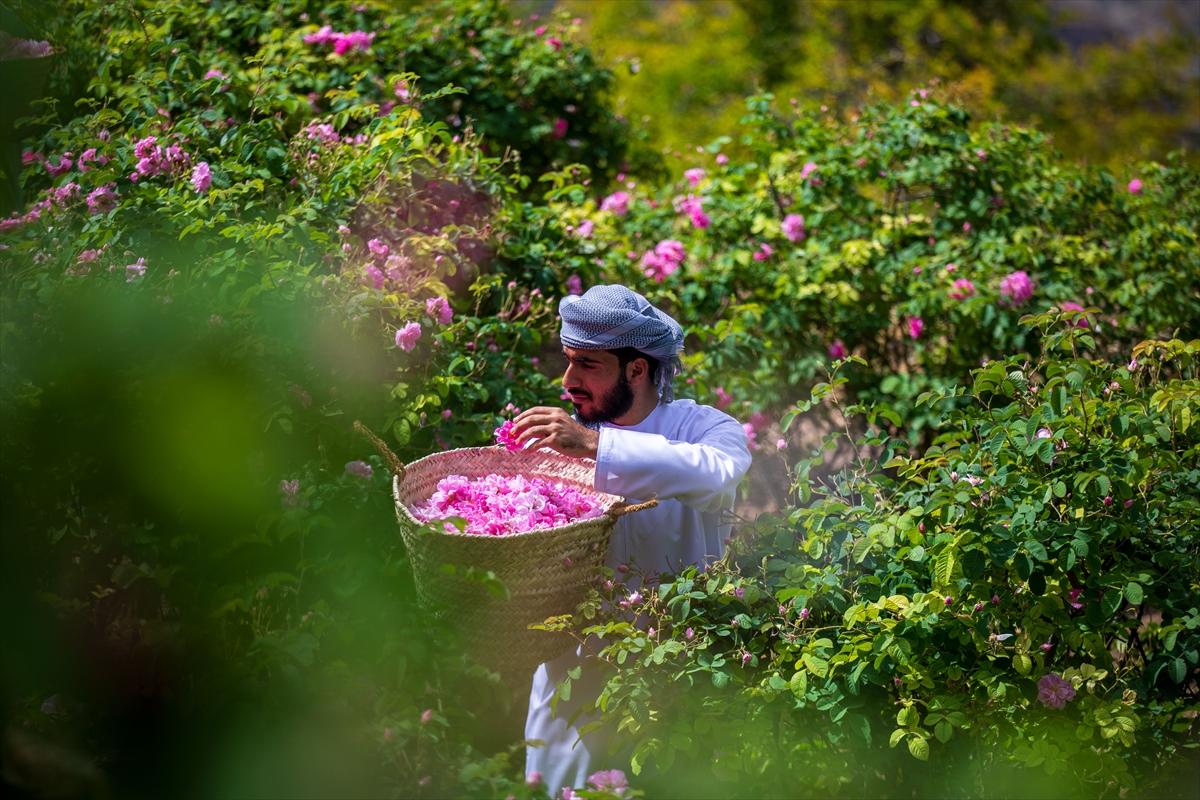 Umman'da gül hasadından renkli görüntüler ortaya çıktı