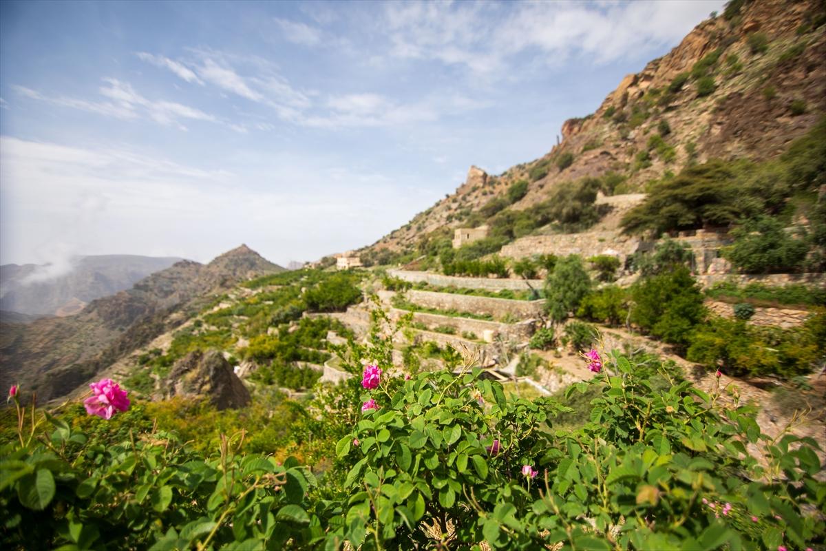 Umman'da gül hasadından renkli görüntüler ortaya çıktı