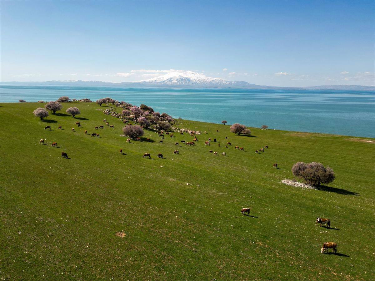 Van Gölü'nde ağaçlar çiçek açtı: Kıyılar baharın renklerine büründü