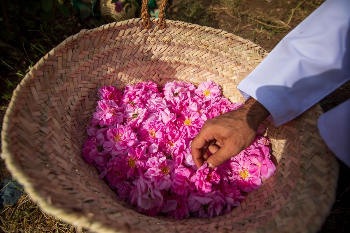 Umman'da gül hasadından renkli görüntüler ortaya çıktı