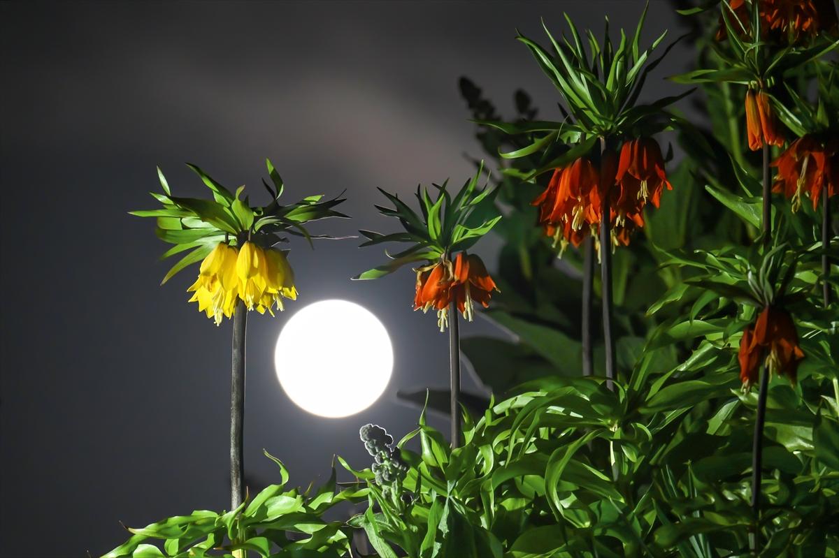 Van'da geceyi dolunay aydınlattı