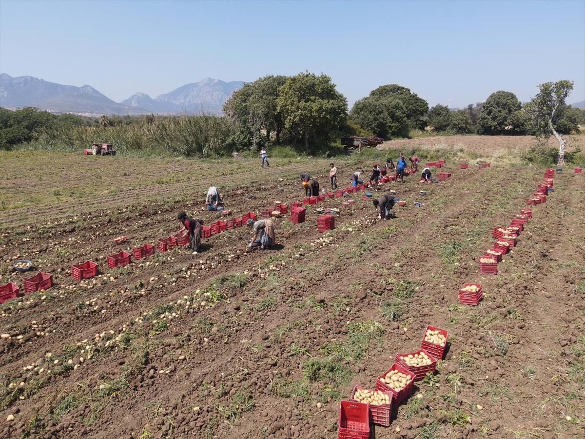 Muğla'da çiftçilerin yoğun mesaisi: Turfanda patatesin son hasadı yapılıyor