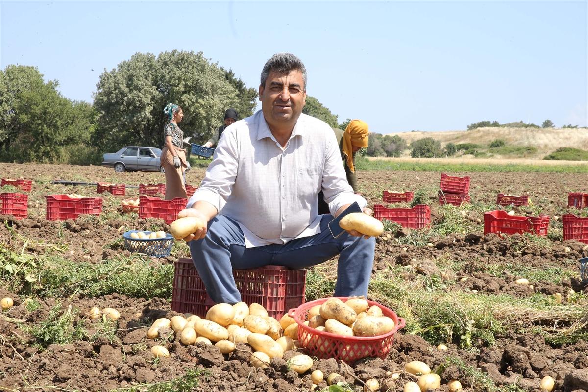 Muğla'da çiftçilerin yoğun mesaisi: Turfanda patatesin son hasadı yapılıyor