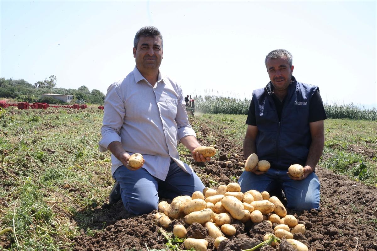 Muğla'da çiftçilerin yoğun mesaisi: Turfanda patatesin son hasadı yapılıyor