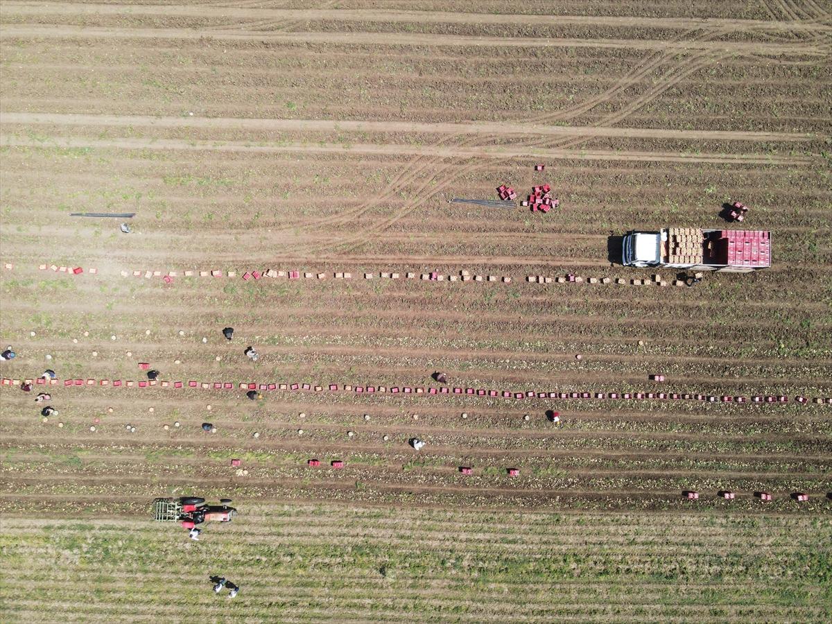 Muğla'da çiftçilerin yoğun mesaisi: Turfanda patatesin son hasadı yapılıyor