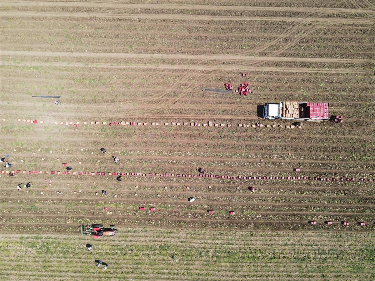 Muğla'da çiftçilerin yoğun mesaisi: Turfanda patatesin son hasadı yapılıyor