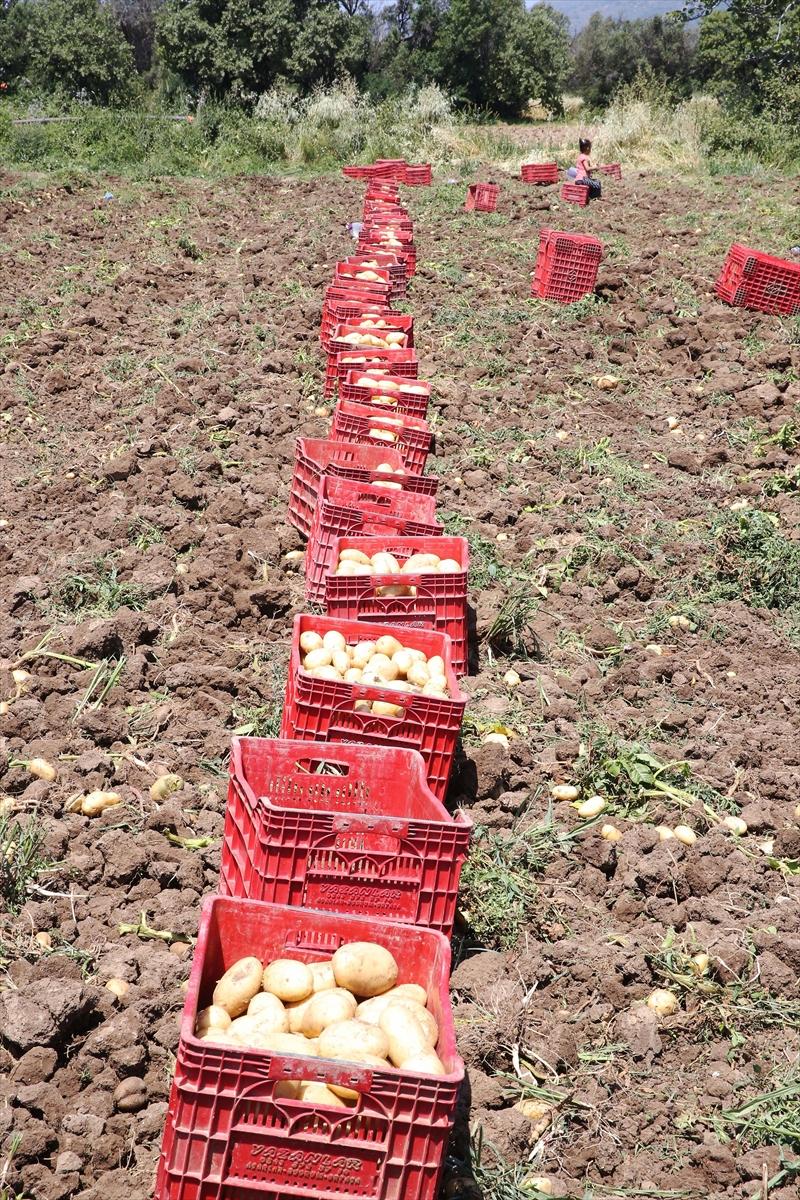 Muğla'da çiftçilerin yoğun mesaisi: Turfanda patatesin son hasadı yapılıyor