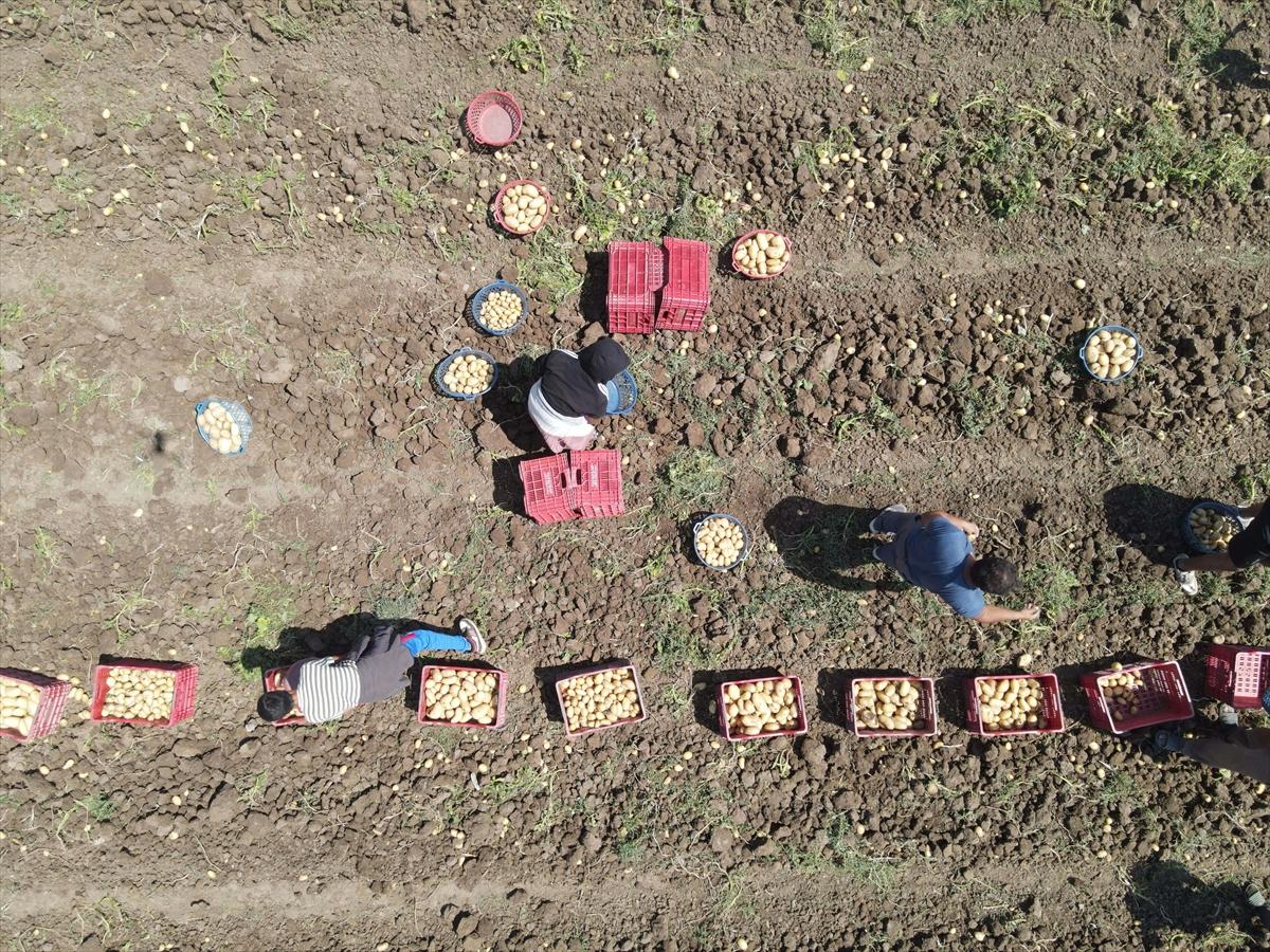 Muğla'da çiftçilerin yoğun mesaisi: Turfanda patatesin son hasadı yapılıyor