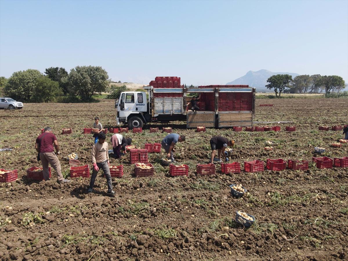 Muğla'da çiftçilerin yoğun mesaisi: Turfanda patatesin son hasadı yapılıyor