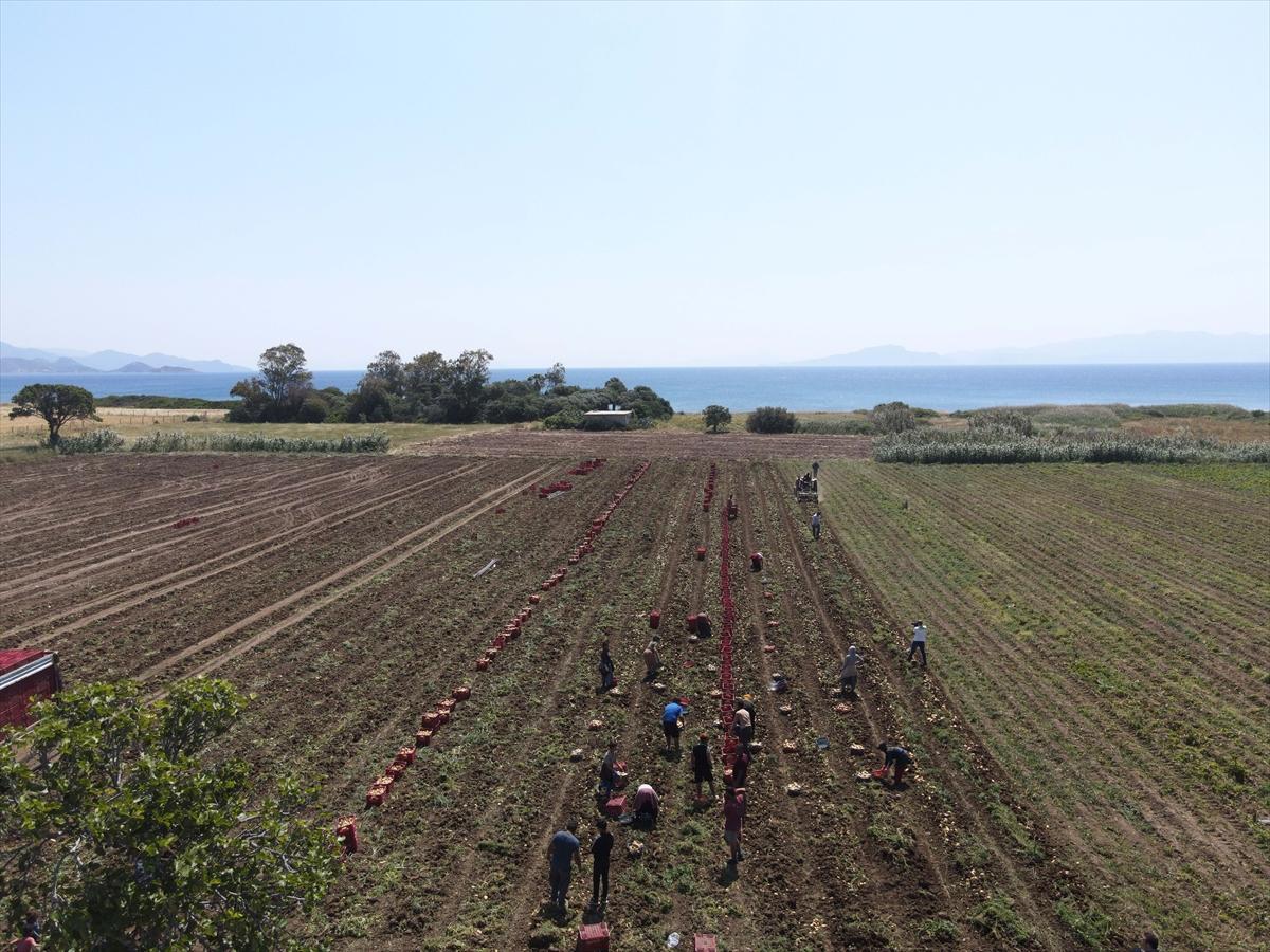 Muğla'da çiftçilerin yoğun mesaisi: Turfanda patatesin son hasadı yapılıyor