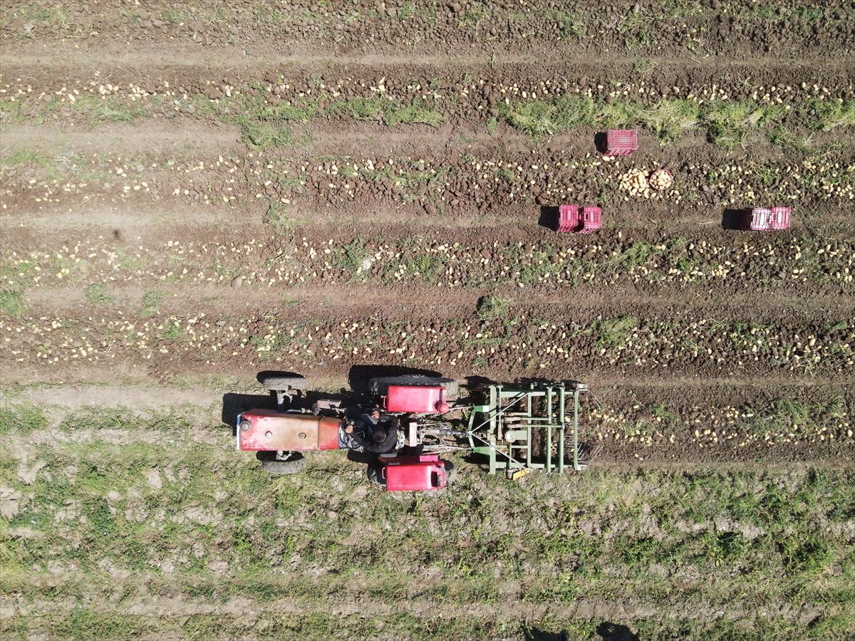 Muğla'da çiftçilerin yoğun mesaisi: Turfanda patatesin son hasadı yapılıyor