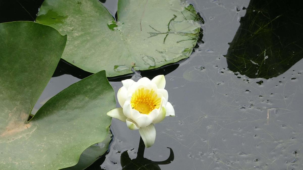 Çanakkale'de nilüfer çiçeğini koparmanın cezası: 387 bin 141 TL