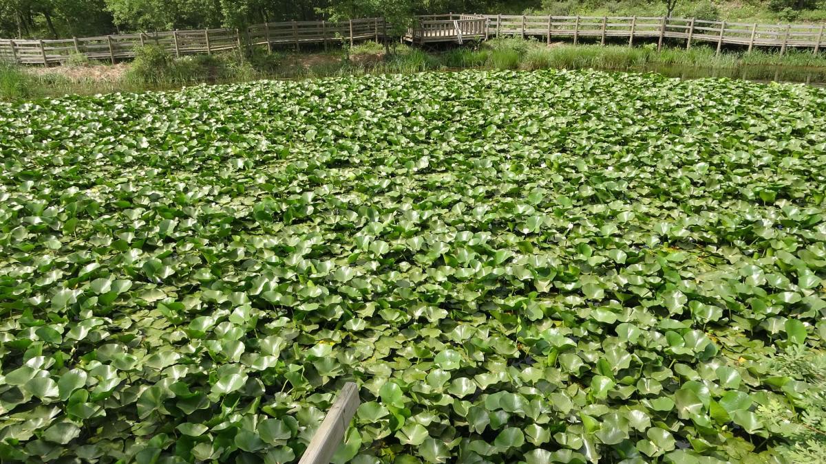 Çanakkale'de nilüfer çiçeğini koparmanın cezası: 387 bin 141 TL