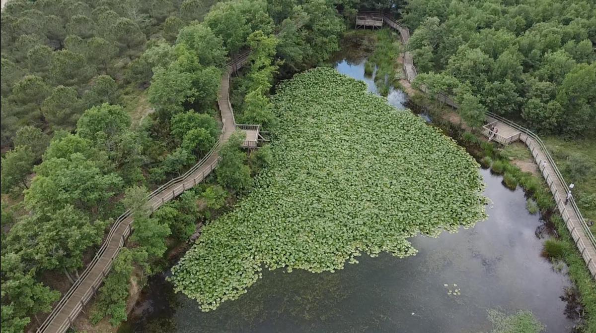 Çanakkale'de nilüfer çiçeğini koparmanın cezası: 387 bin 141 TL