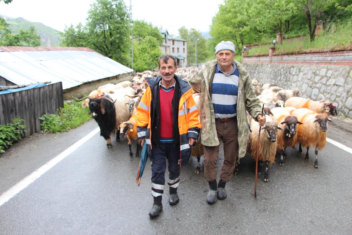 Trabzon'da besilerin yaylalara zorlu göçü başladı