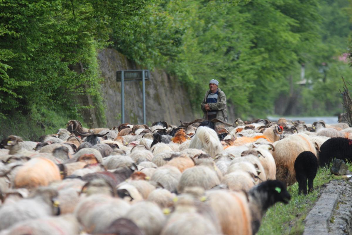 Trabzon'da besilerin yaylalara zorlu göçü başladı