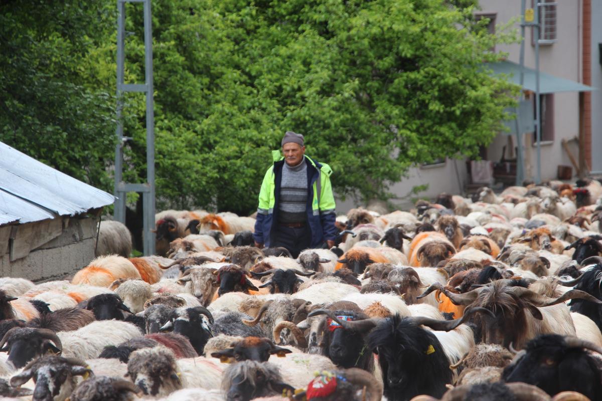 Trabzon'da besilerin yaylalara zorlu göçü başladı