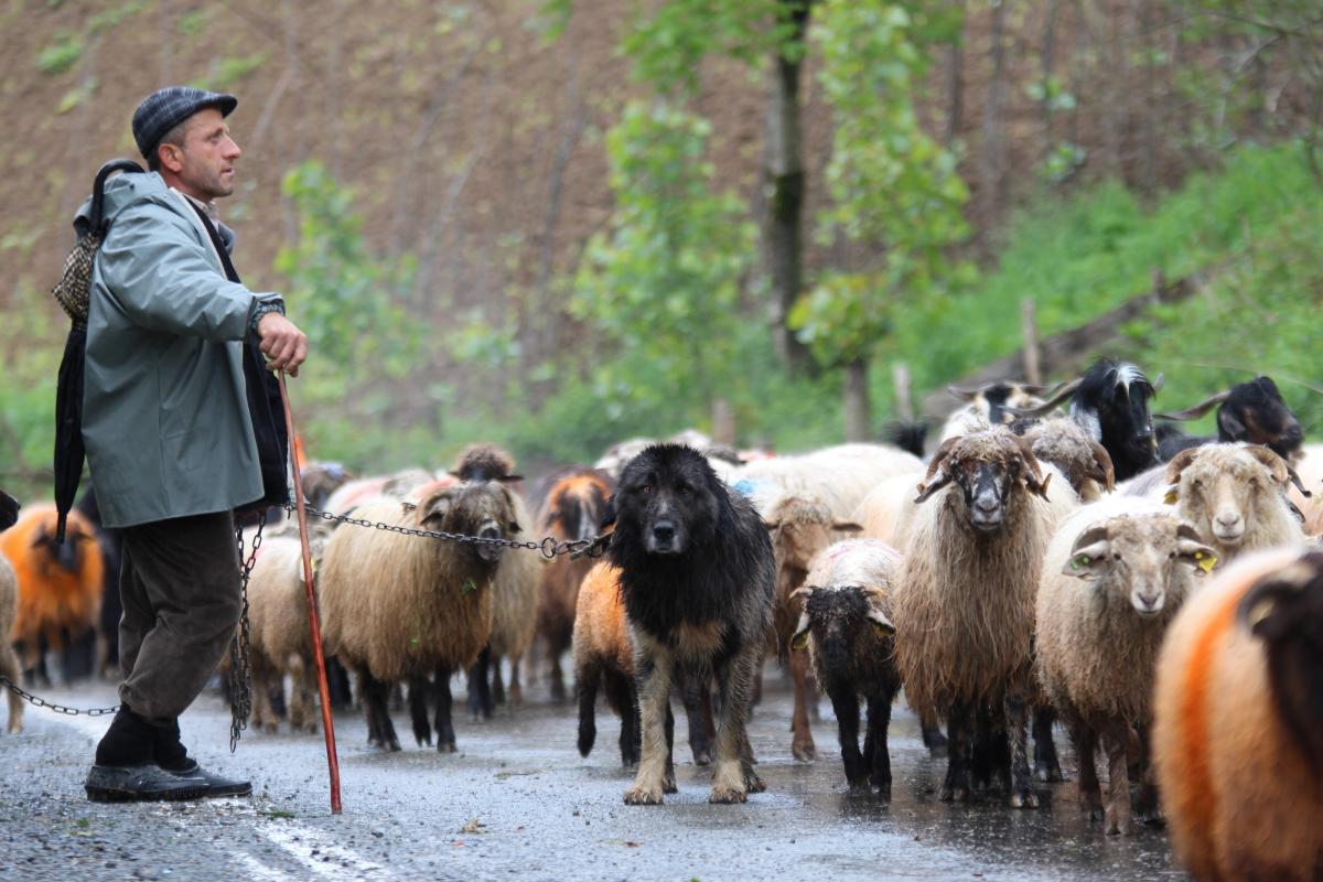 Trabzon'da besilerin yaylalara zorlu göçü başladı
