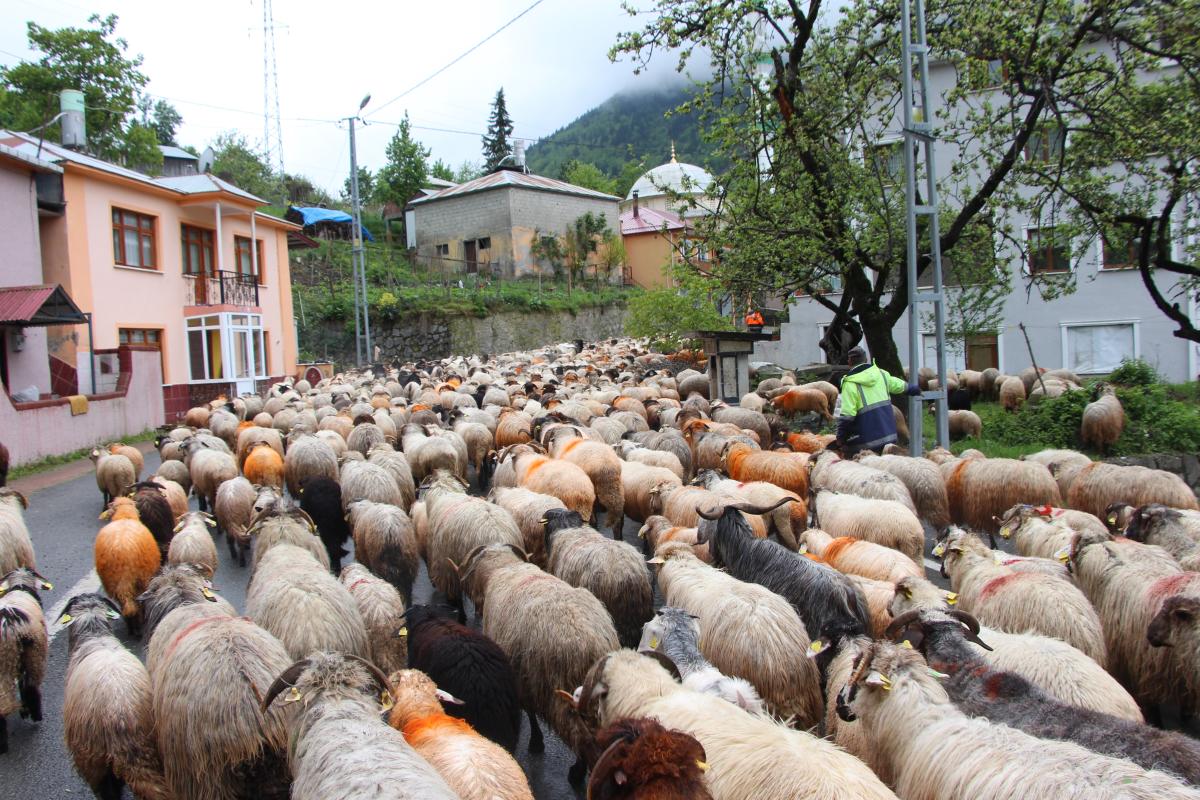Trabzon'da besilerin yaylalara zorlu göçü başladı