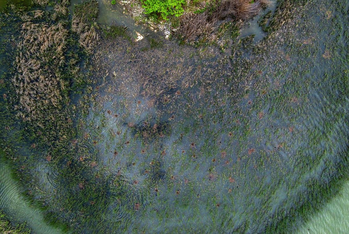 Isparta'da yeşile büründü: Kovada gölü eşsiz manzarasıyla büyülüyor