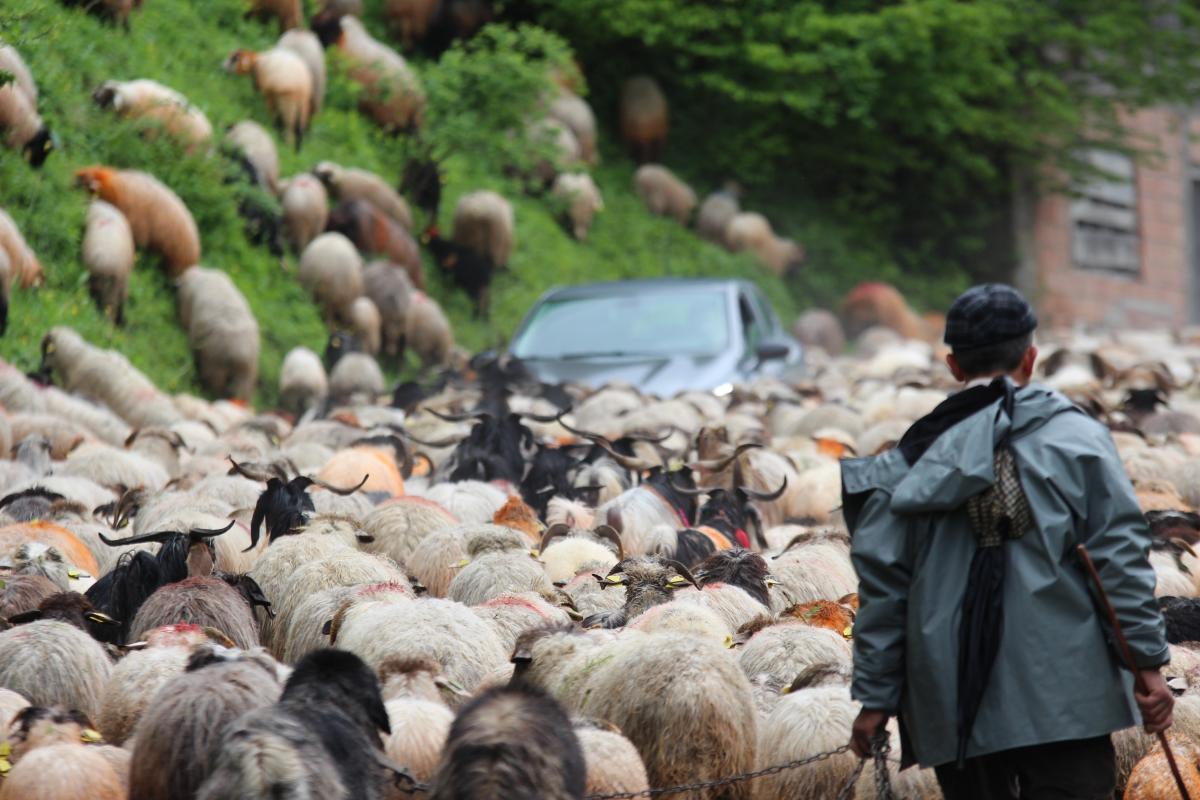 Trabzon'da besilerin yaylalara zorlu göçü başladı