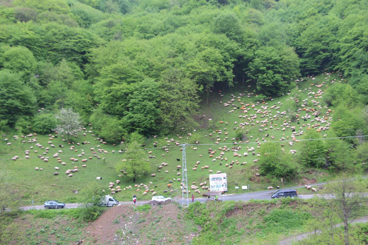 Trabzon'da besilerin yaylalara zorlu göçü başladı