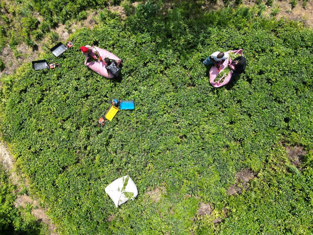 Doğu Karadeniz'de Senegalliler çay bahçesine indi