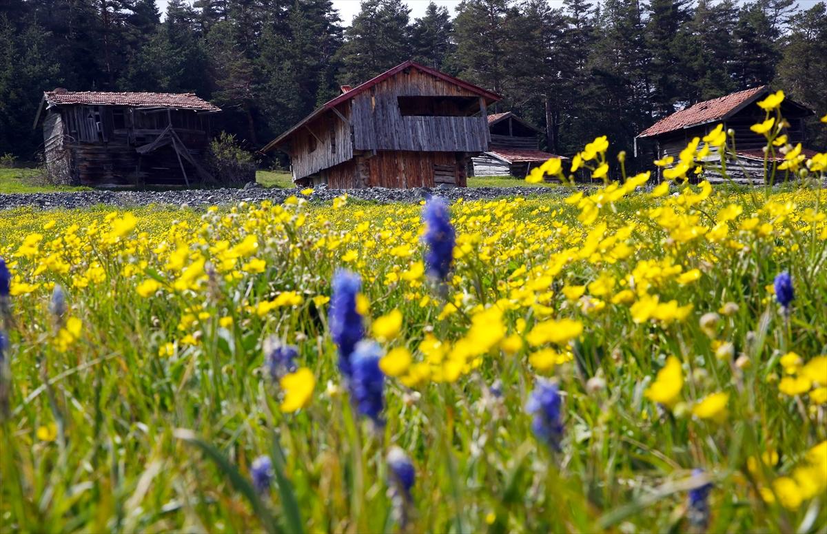 Kastamonu'ya bahar geldi: Yaylalar yeşile büründü