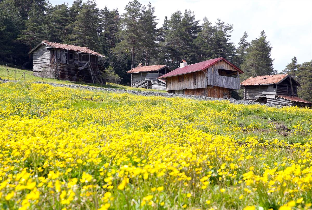 Kastamonu'ya bahar geldi: Yaylalar yeşile büründü