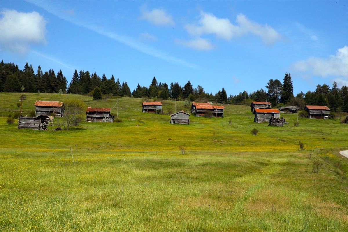 Kastamonu'ya bahar geldi: Yaylalar yeşile büründü