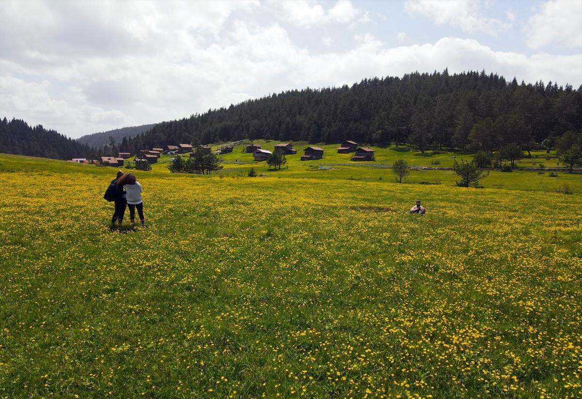 Kastamonu'ya bahar geldi: Yaylalar yeşile büründü