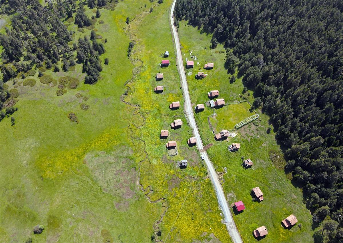 Kastamonu'ya bahar geldi: Yaylalar yeşile büründü