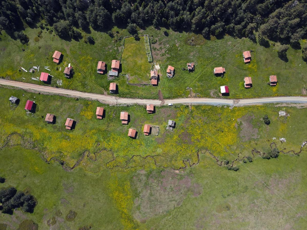 Kastamonu'ya bahar geldi: Yaylalar yeşile büründü