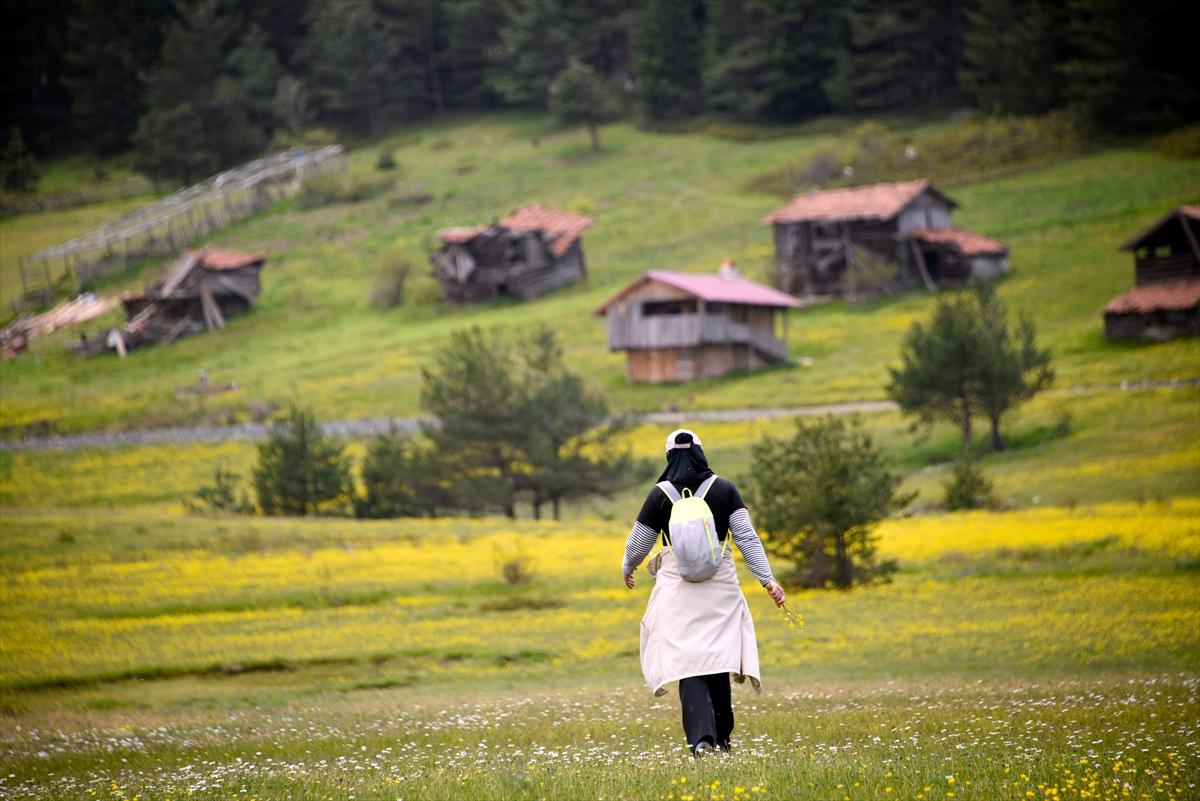 Kastamonu'ya bahar geldi: Yaylalar yeşile büründü