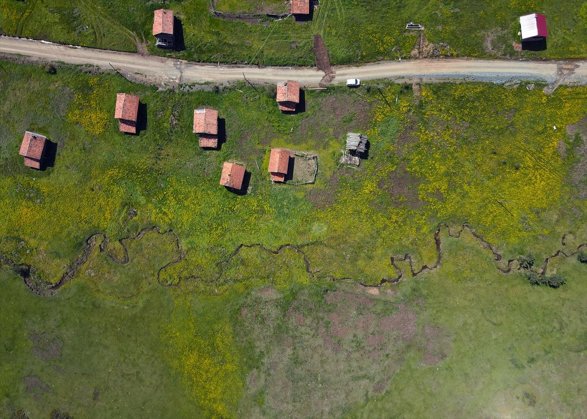 Kastamonu'ya bahar geldi: Yaylalar yeşile büründü