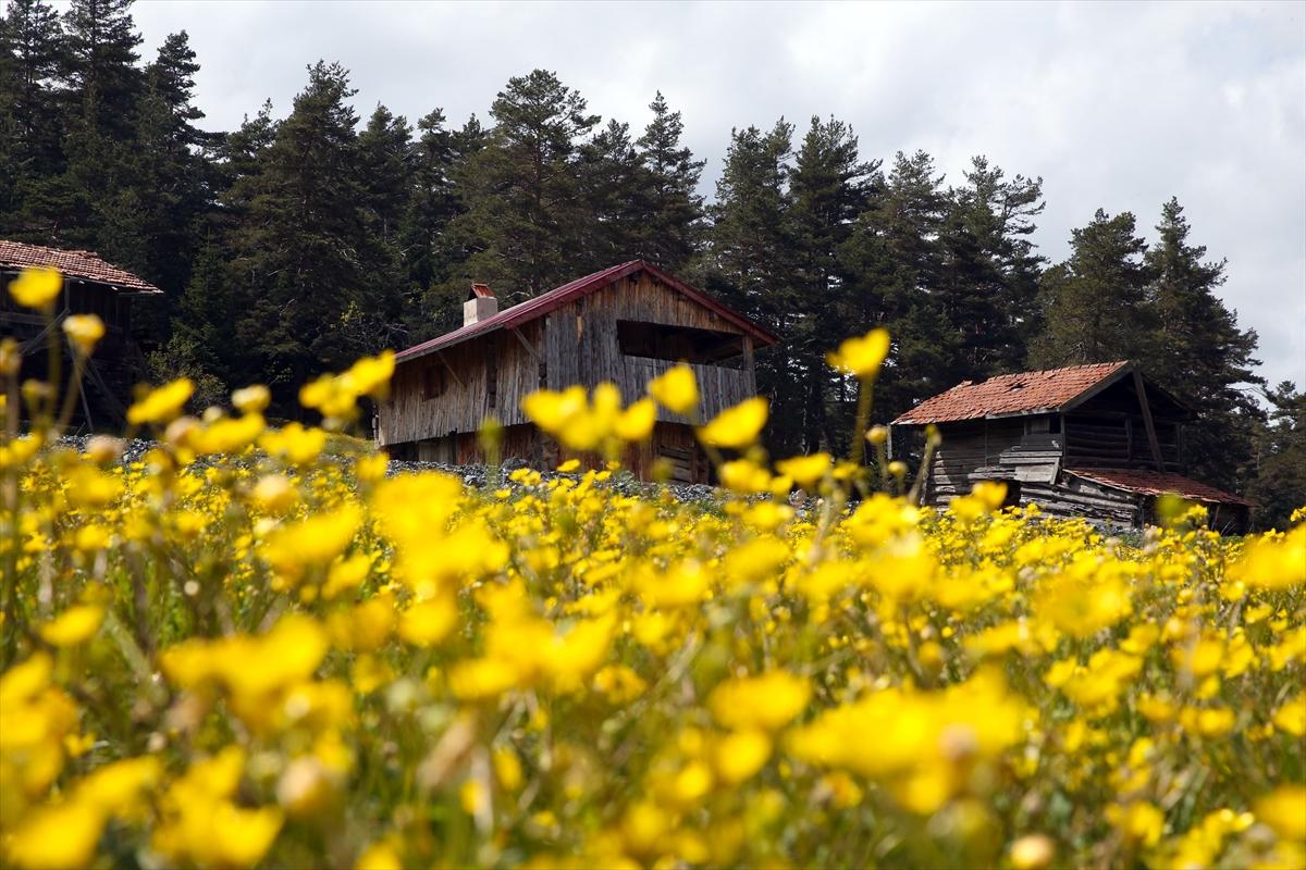 Kastamonu'ya bahar geldi: Yaylalar yeşile büründü