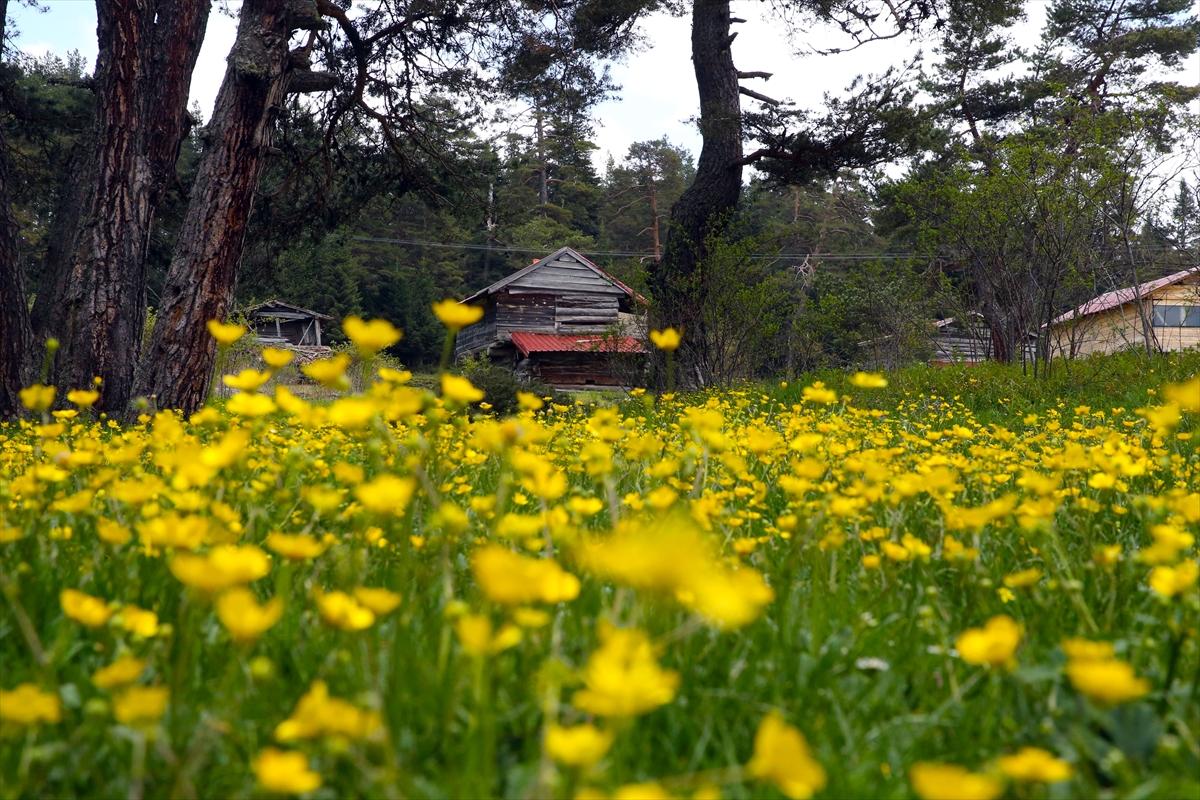 Kastamonu'ya bahar geldi: Yaylalar yeşile büründü