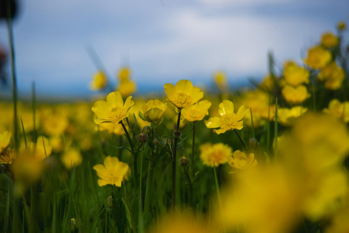 Ardahan'ın köylerine bahar geldi
