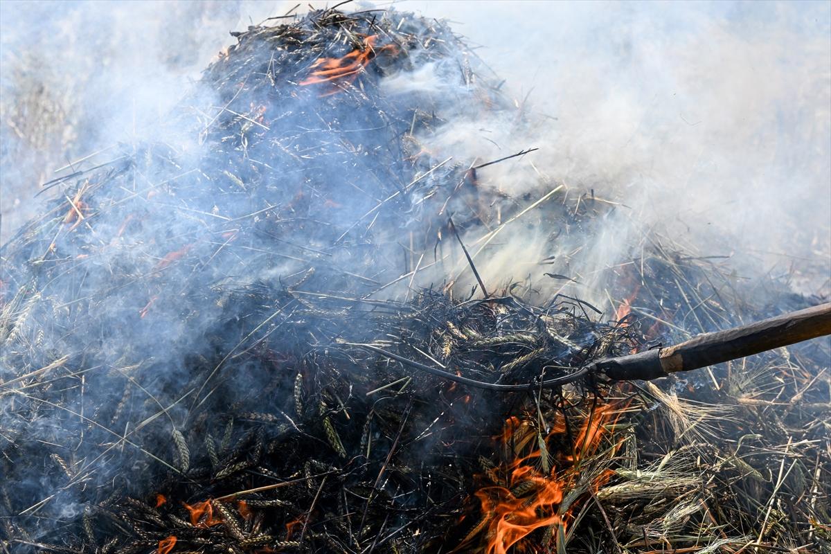 Gaziantep'te coğrafi işaretli firik bulgurunun zorlu yolculuğu başladı