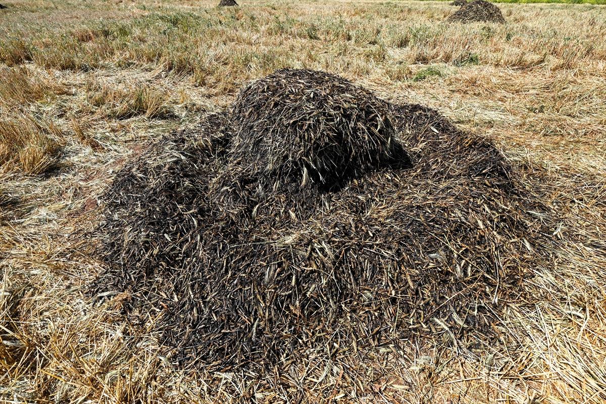 Gaziantep'te coğrafi işaretli firik bulgurunun zorlu yolculuğu başladı