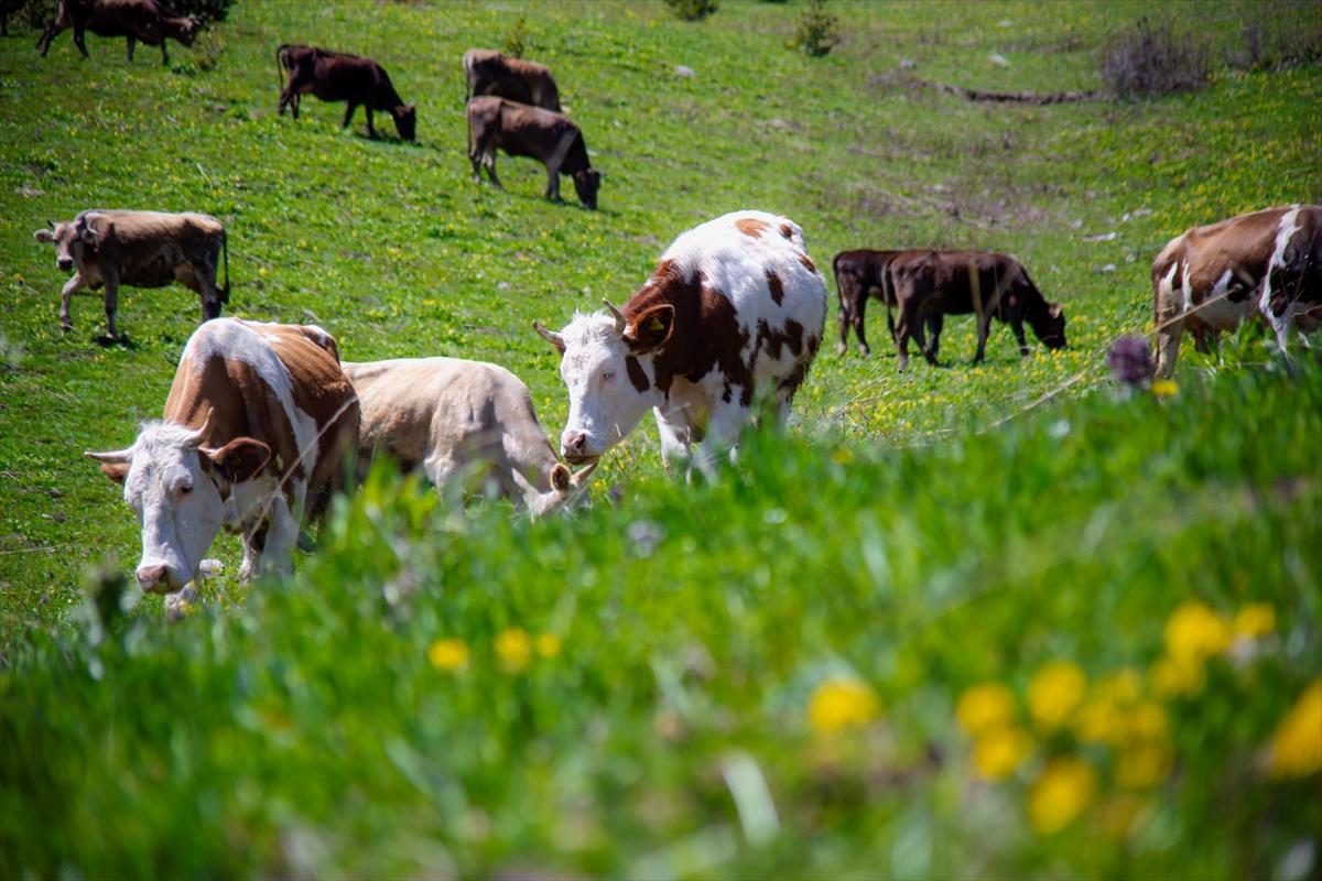 Ardahan'ın köylerine bahar geldi