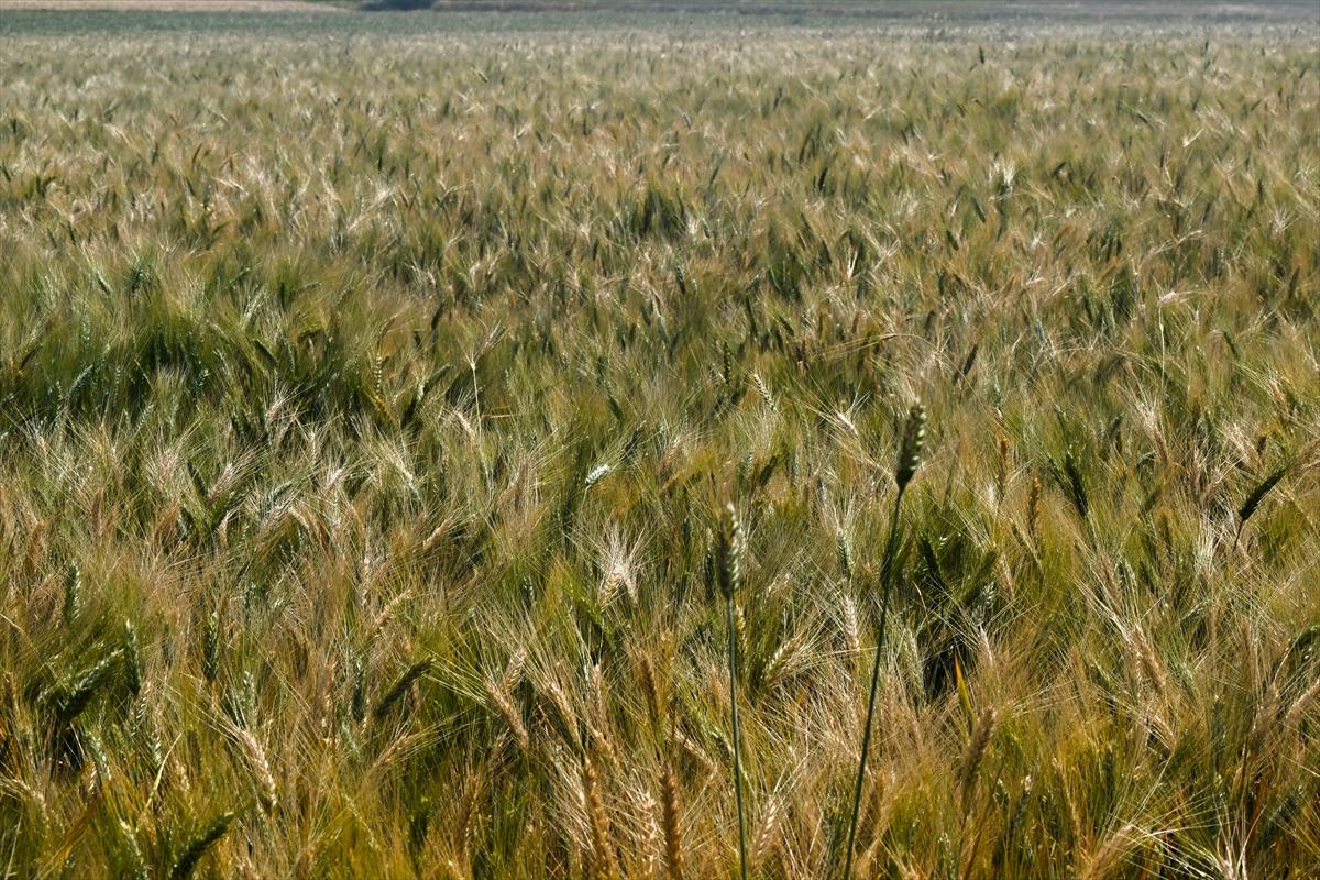 Gaziantep'te coğrafi işaretli firik bulgurunun zorlu yolculuğu başladı