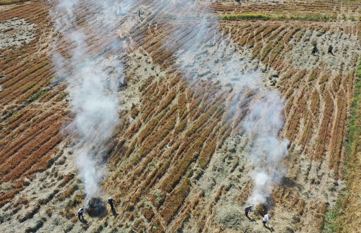 Gaziantep'te coğrafi işaretli firik bulgurunun zorlu yolculuğu başladı