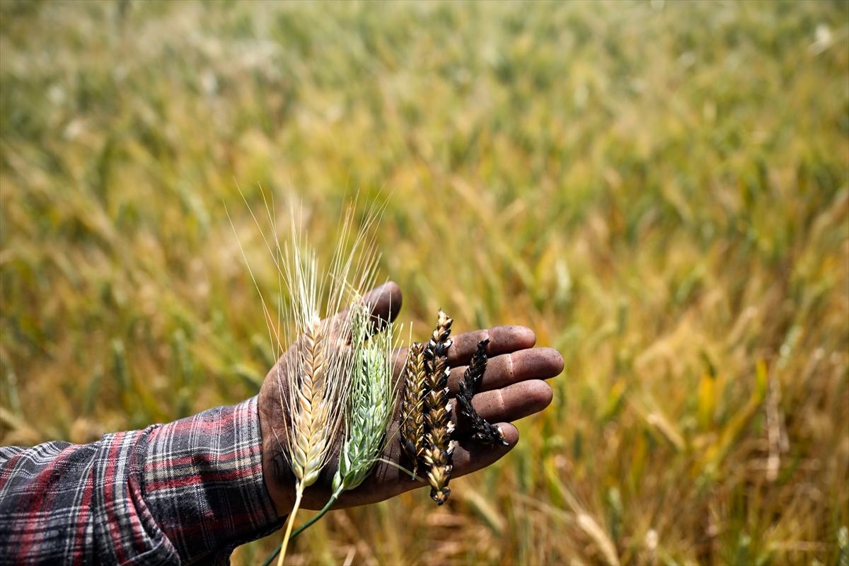 Gaziantep'te coğrafi işaretli firik bulgurunun zorlu yolculuğu başladı